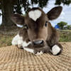 moorelaina